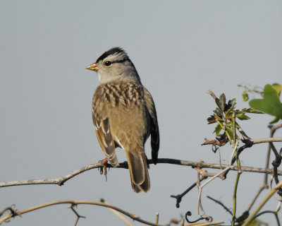 white-crowned sparrow gambel's BRD7684.jpg
