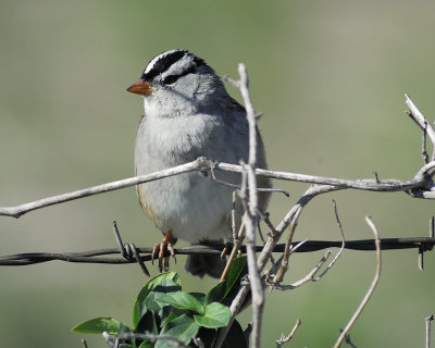 white-crowned sparrow gambel's BRD7668.jpg