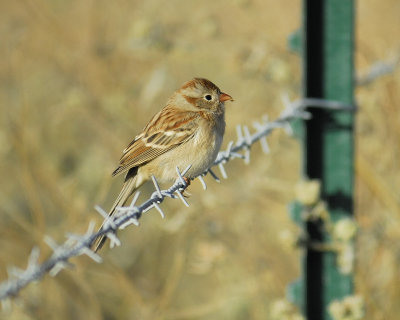 field sparrow BRD7800.jpg