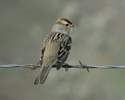 white-crowned sparrow BRD7997.jpg