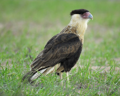 crested caracara BRD7829.jpg
