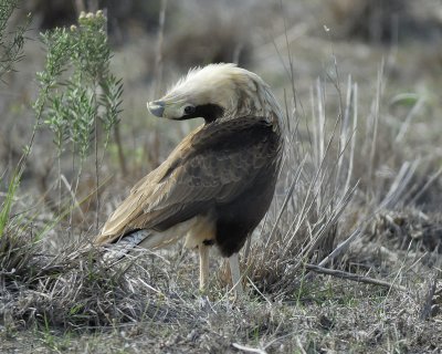 crested caracara BRD7910.jpg