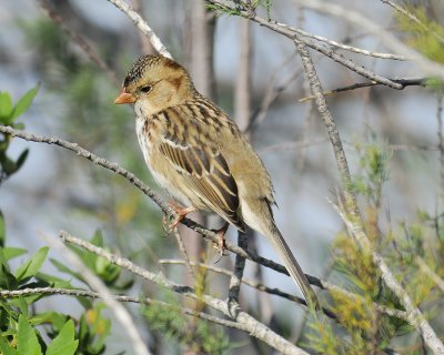 harris's sparrow BRD8076.jpg