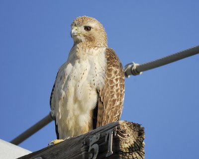 red-tailed hawk BRD8086.jpg