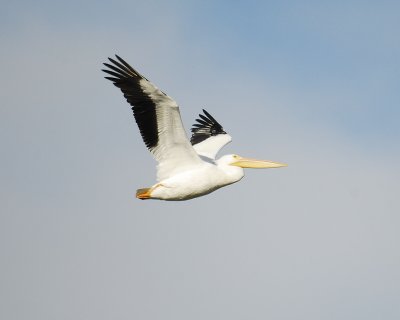 white pelican BRD8171.jpg
