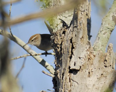 bewick's wren BRD8288.jpg