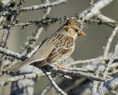 harris's sparrow BRD9030.jpg