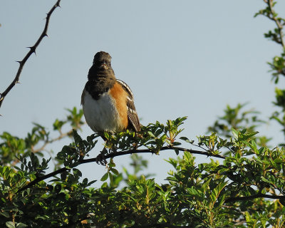 spotted towhee BRD9145.jpg