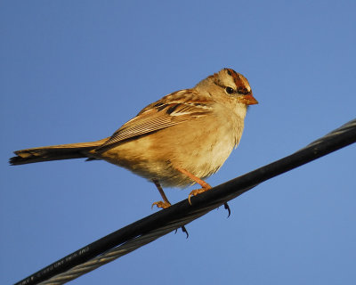 white-crowned sparrow BRD9213.jpg