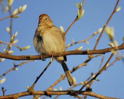 field sparrow BRD9223.jpg