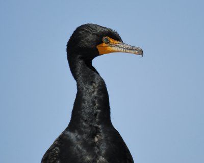 double-crested cormorant BRD9394.jpg