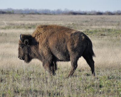 3005d_american_bison