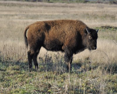 buffalo DSC3956.jpg