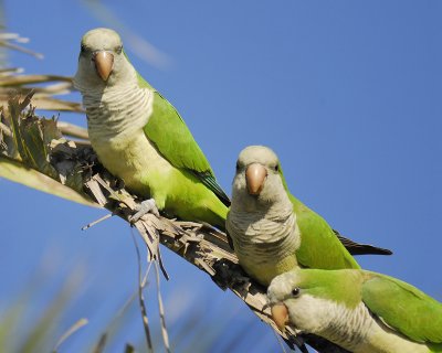 monk parakeet BRD9491.jpg