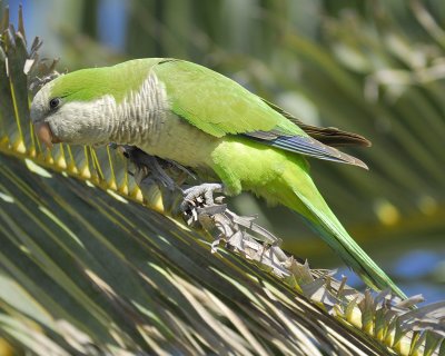 1330f_monk_parakeet