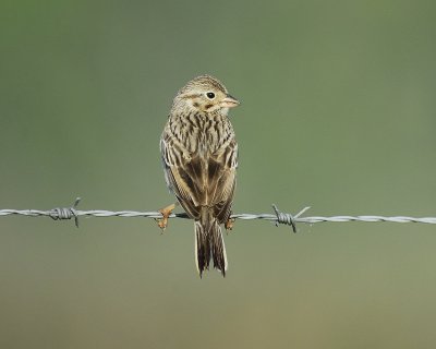 vesper sparrow BRD9842.jpg