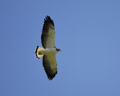 white-tailed hawk BRD9912.jpg