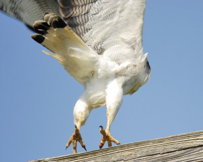 white-tailed hawk BRD9885.jpg