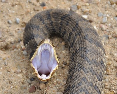 cottonmouth moccasin DSC4001.jpg