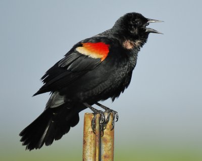 red-winged blackbird BRD0101.jpg