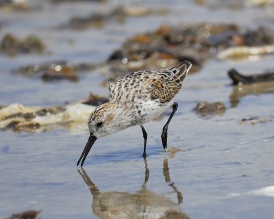 western sandpiper BRD0050.jpg