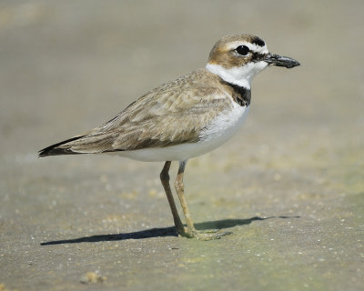 wilsons plover BRD0444.jpg