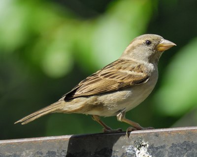 house sparrow BRD0499.jpg