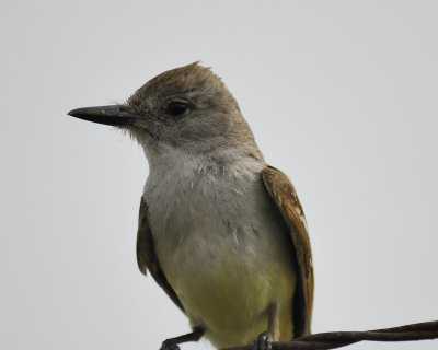 ash-throated flycatcher BRD1774.jpg