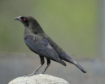 bronzed cowbird BRD1845.jpg