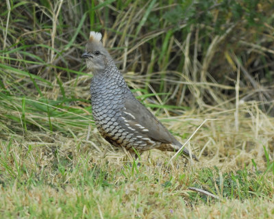scaled quail BRD1831.jpg