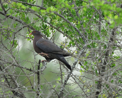 red-billed pigeon BRD1755.jpg