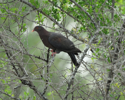 red-billed pigeon BRD1760.jpg