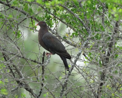 red-billed pigeon BRD1758.jpg
