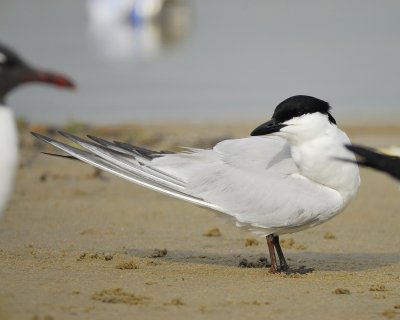 gull-bille _tern BRD2201.jpg