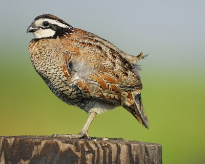 northern bobwhite BRD2365.jpg