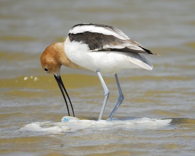 american avocet BRD2518.jpg