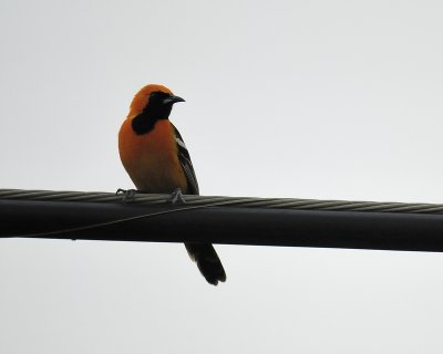 hooded oriole BRD1338.jpg