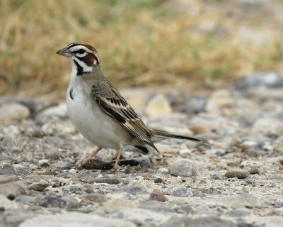 lark sparrow BRD1317.jpg