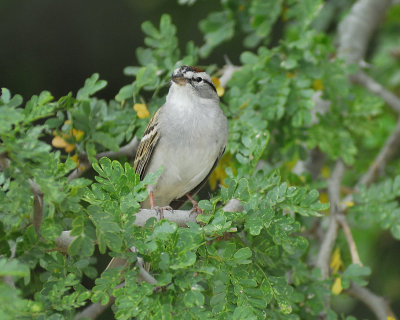 chipping sparrow BRD1352.jpg