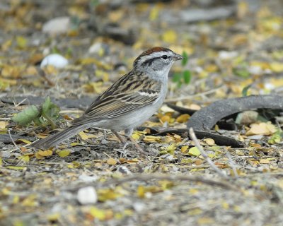 chipping sparrow BRD1362.jpg