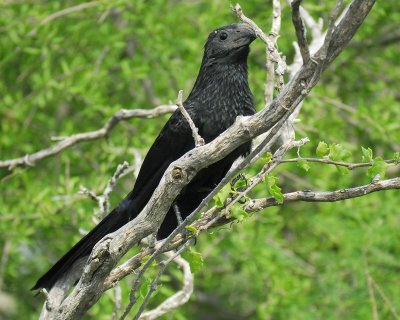 groove-billed ani BRD1343.jpg