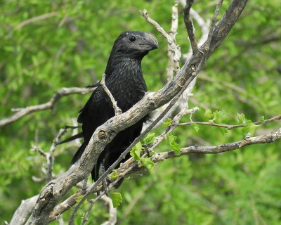 groove-billed ani BRD1347.jpg