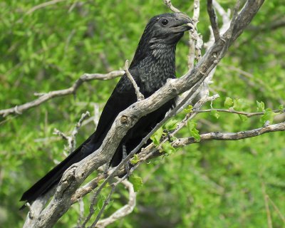 groove-billed ani BRD1345.jpg