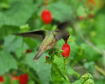 buff-bellied hummingbird BRD1491.jpg