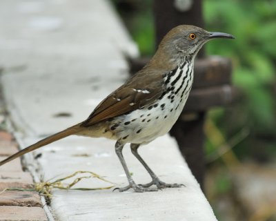 long-billed thrasher BRD1467.jpg