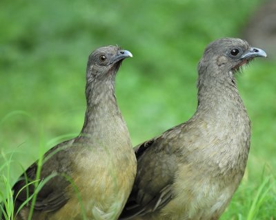 plain chachalaca BRD1482.jpg