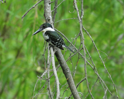 green kingfisher BRD1631.jpg