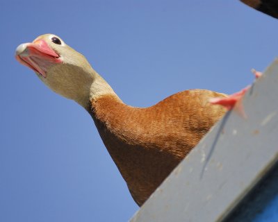 black-bellied whistling duck BRD0884.jpg