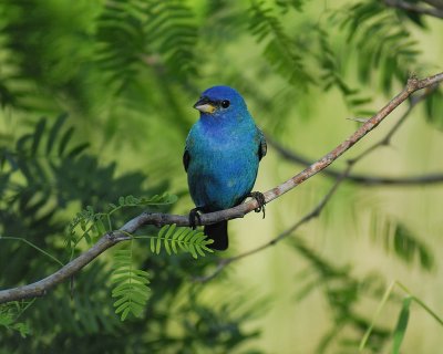 indigo bunting BRD0865.jpg