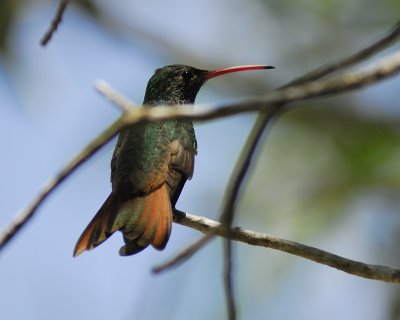 buff-bellied hummingbird BRD0928.jpg